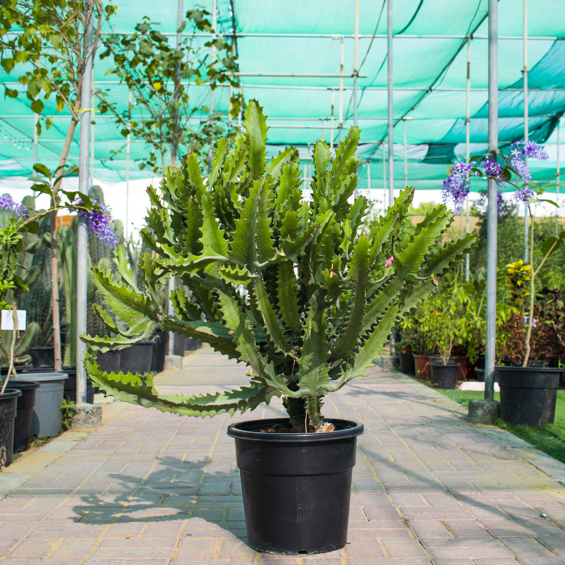 Euphorbia Lactea