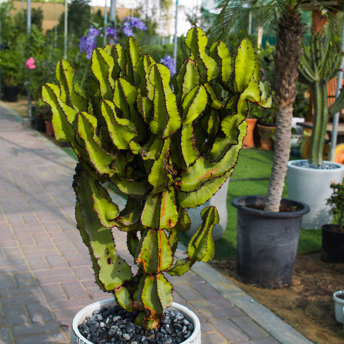 Euphorbia Cooperi / Cactus
