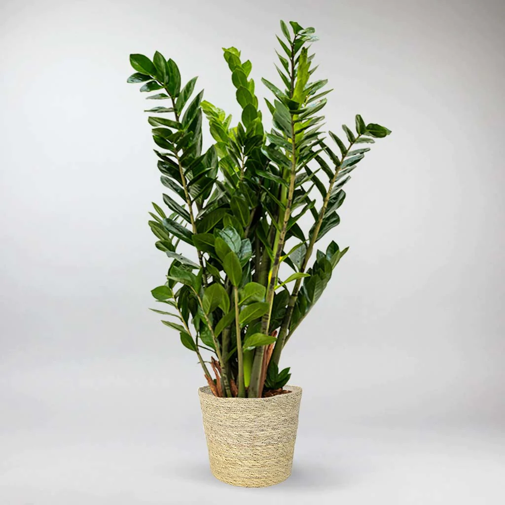 ZZ Plant / Zamioculcas Zamiifolia