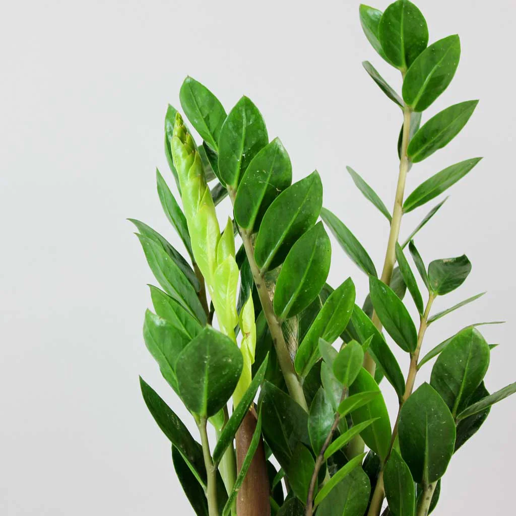 ZZ Plant / Zamioculcas Zamiifolia